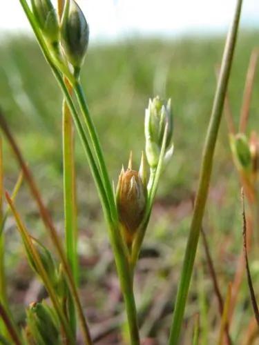 Hybrid Toad Rush