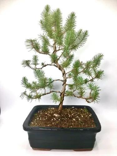 Pine bonsai