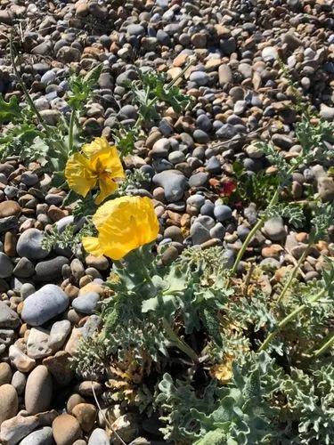 Horned-poppy