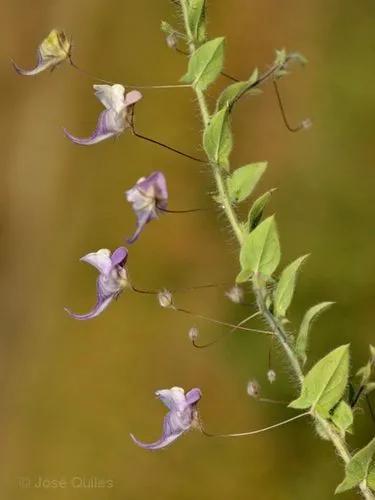 Mediterranean Fluellen