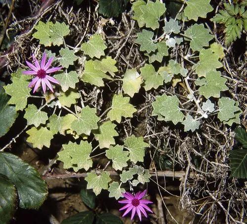 Pericallis Lanata