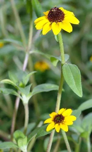 Sanvitalia_procumbens