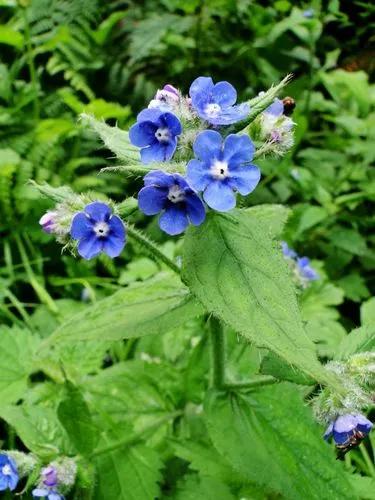 Green Alkanet