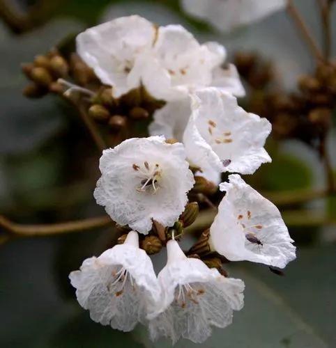 East African cordia