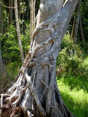 Florida Strangler Fig