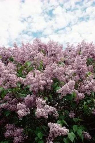 Syringa pubescens