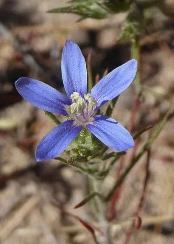 Sapphire Woolly Star