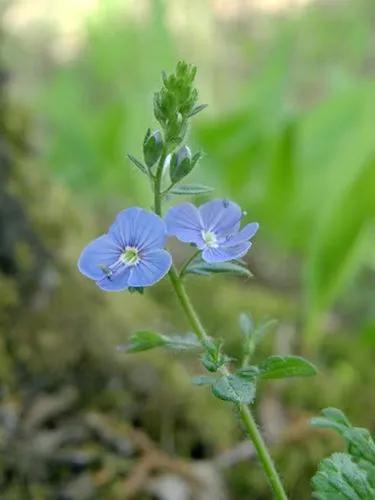 Veronica chamaedrys