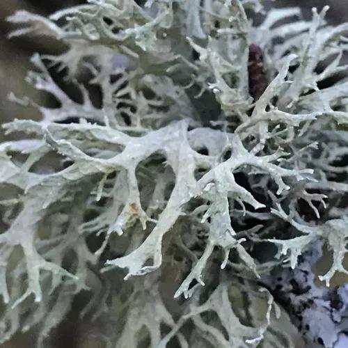 Oakmoss