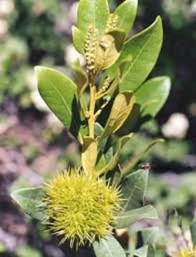 Bush Chinquapin