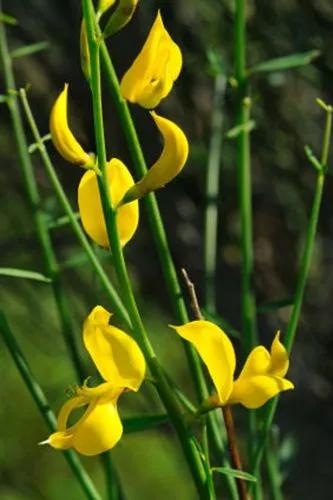 Genista Flower