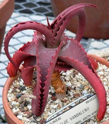 Van Balens Aloe