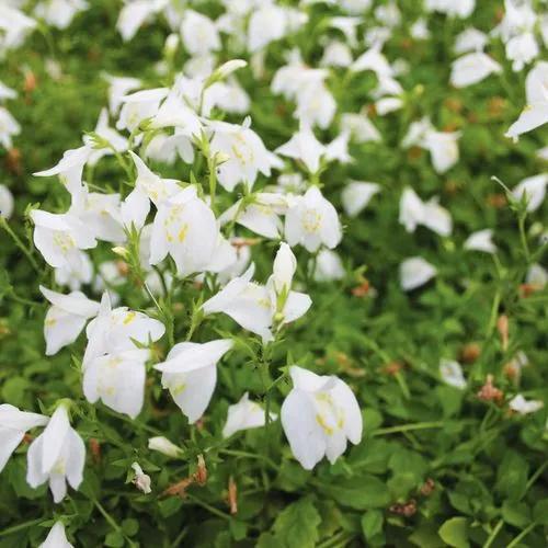 White Creeping Mazus