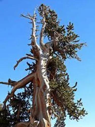 Great Basin Bristlecone Pine