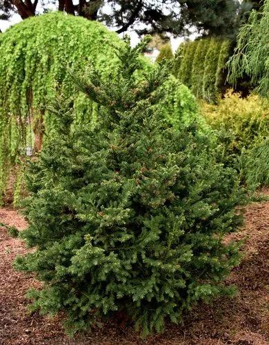 Black Dragon Japanese Cedar