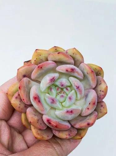 Echeveria Monroe