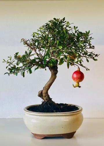 Pomegranate Bonsai