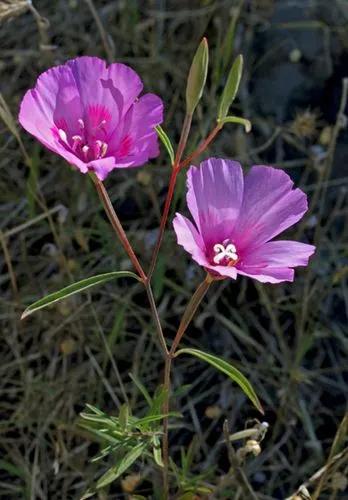 Clarkia Amoena