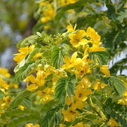 Golden Senna