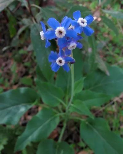 Cynoglossum Grande