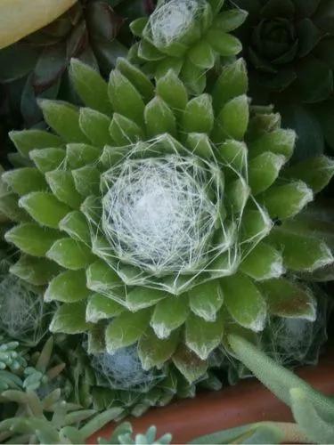 Cobweb Houseleek