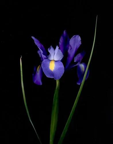 Spanish Iris