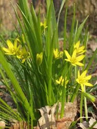 Star-Of-Bethlehem