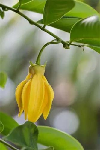 Cananga Odotata (ylang Ylang