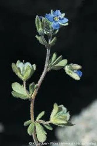 Finger Speedwell, Fingered Speedwell