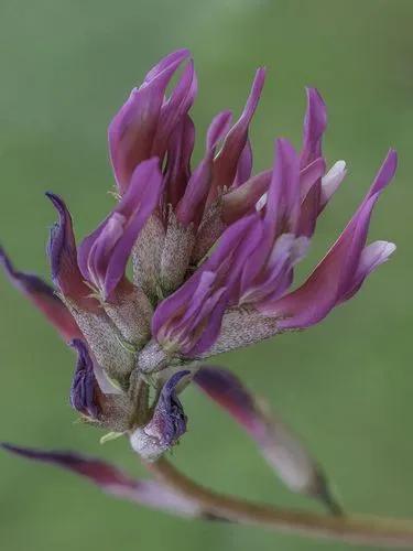 Astragalus Monspessulanus