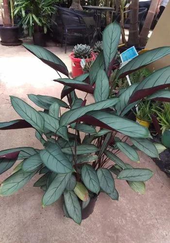 Calathea Setosa 'grey Star'