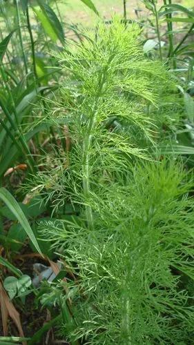 Dog Fennel