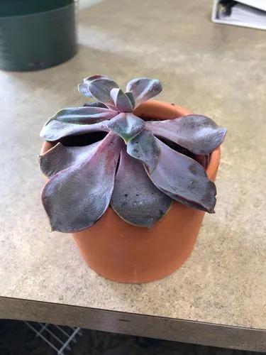 Echeveria Perle Von Numberg