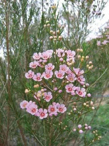 Waxflower