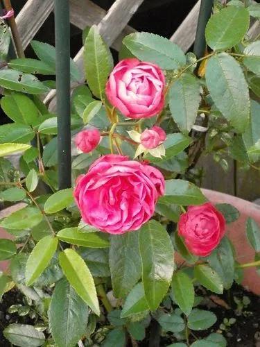 Rosier Minature Rose