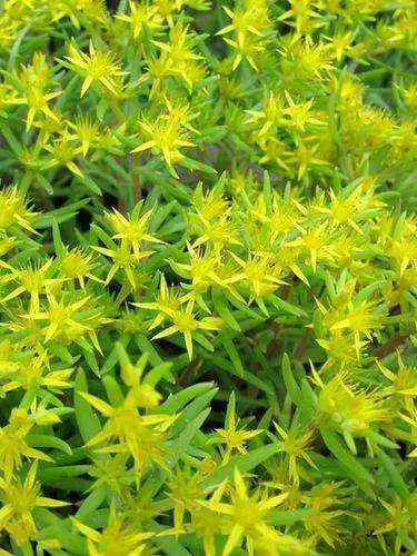 Needle Stonecrop