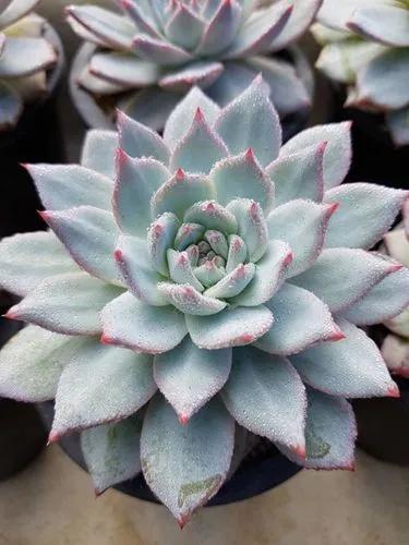 Echeveria Blue Bird