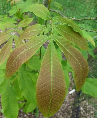 Sand Hickory