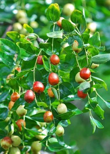 Indian Jujube