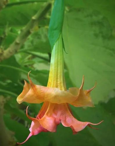 Angel's Trumpet