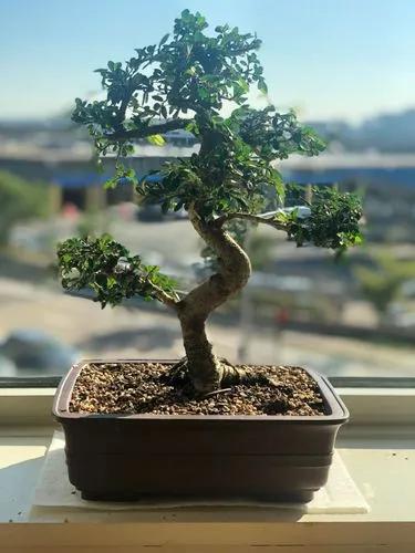 Chinese Elm