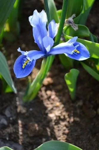 Cantab Dwarf Iris