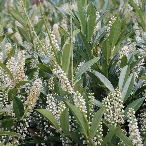 Cherry Laurel 'otto Lukyen'