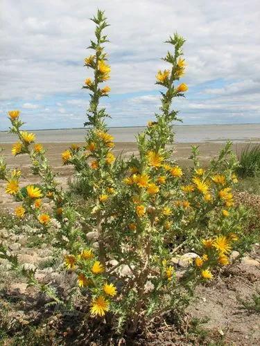 Common Goldenthistle