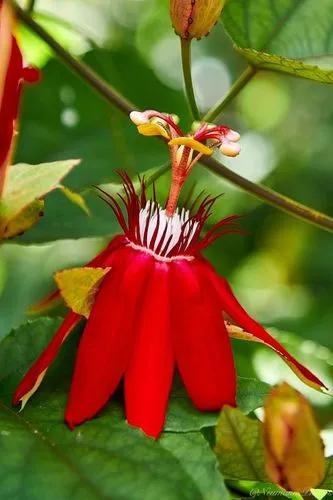 Scarlett Passion Flower