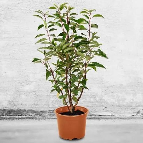 Portuguese laurel cherry