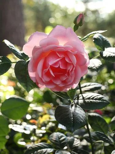 Rose 'astrid Lindgren'