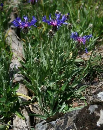 Squarrose Knapweed