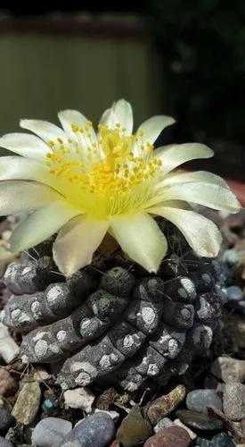 Copiapoa Humilis