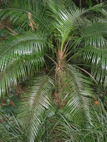 Lytocaryum Weddeianum